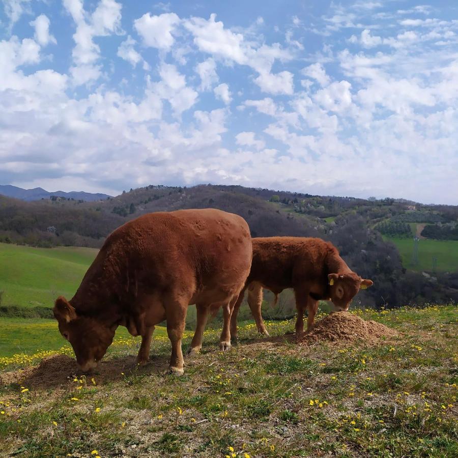 ברברינו די מוג'לו Agriturismo Corzano מראה חיצוני תמונה